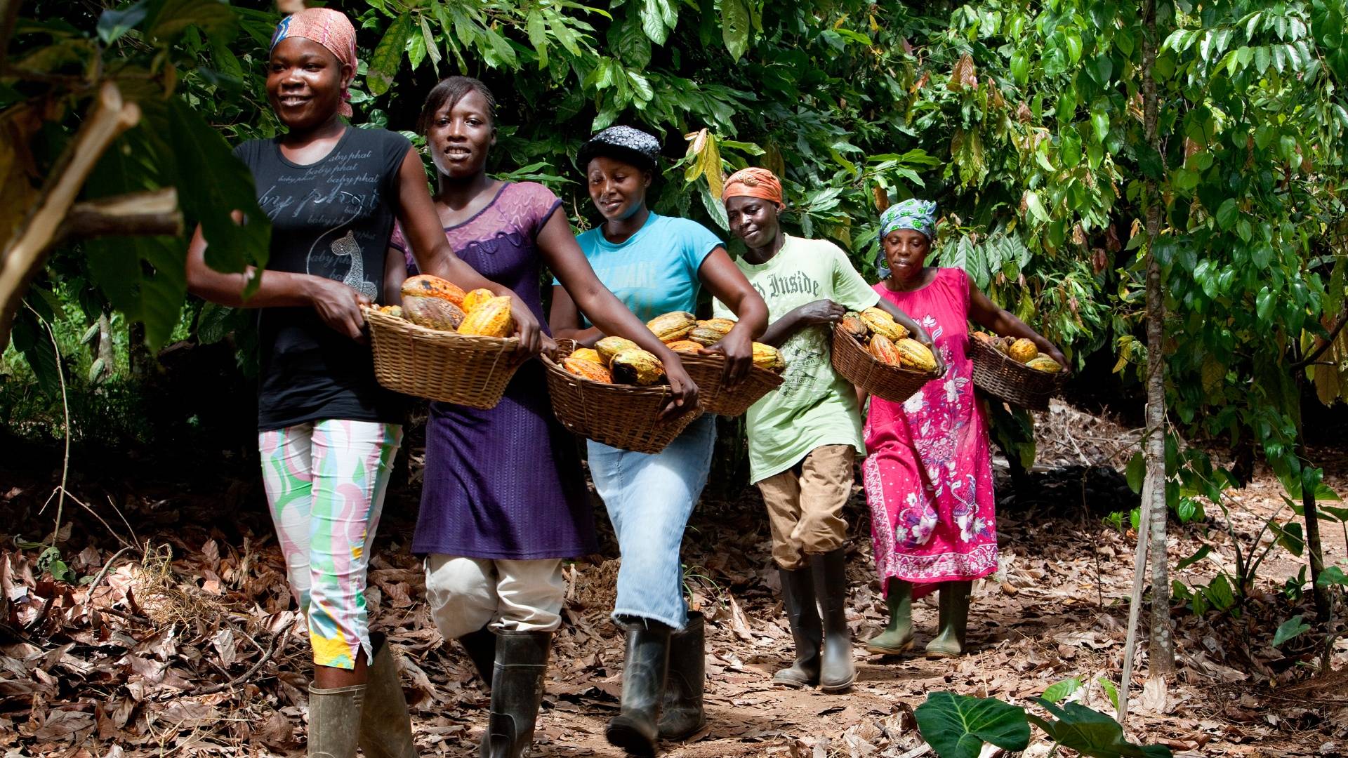 women harvest sustainable cocoa