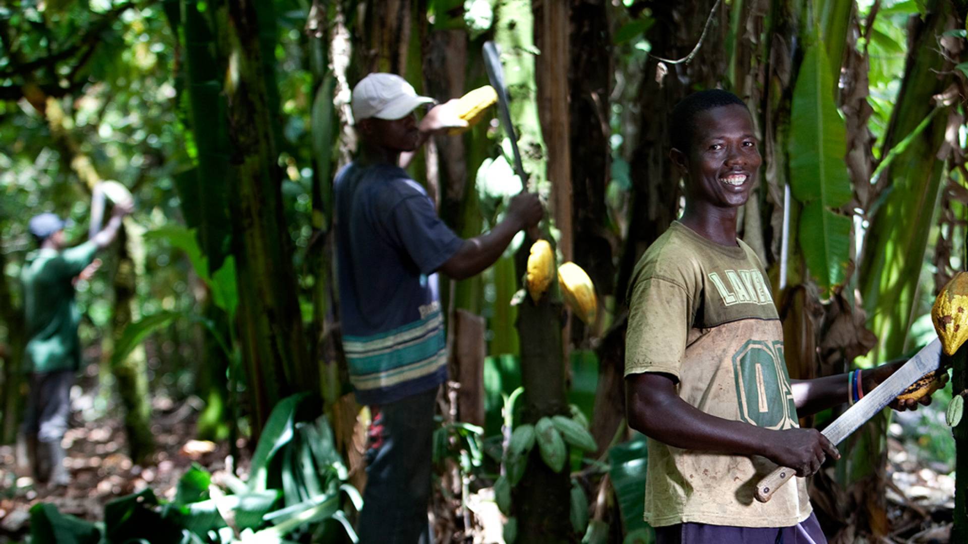 Farmers cocoa rainforest alliance