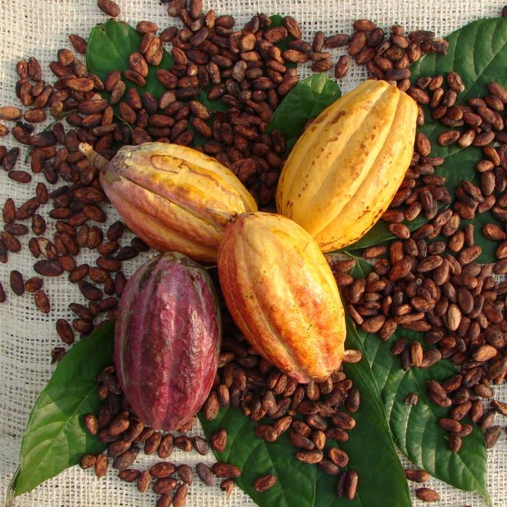 Rainforest Alliance certified cocoa