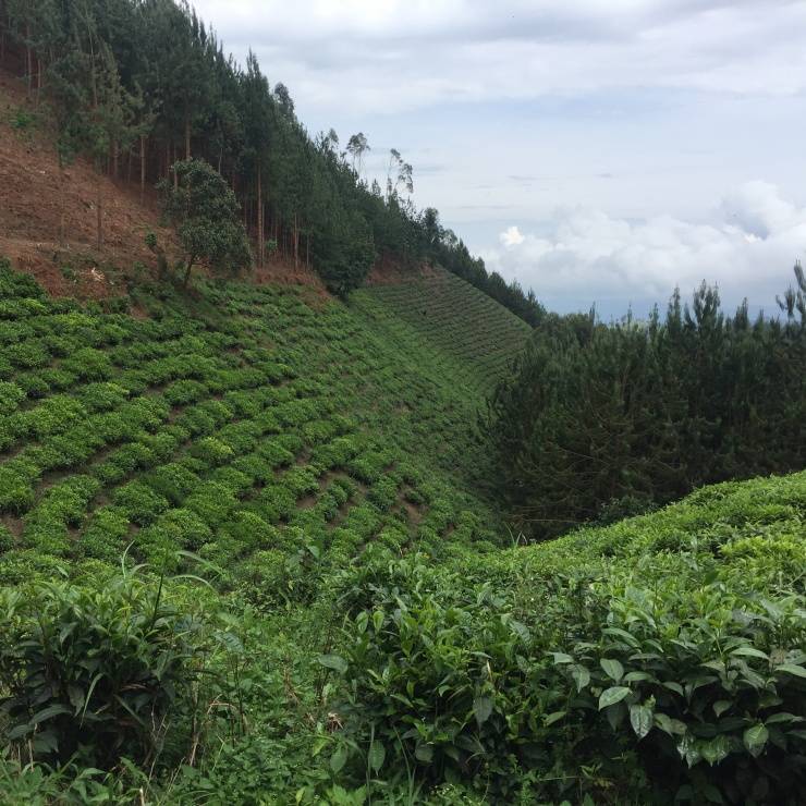 Développment durable Wander SA