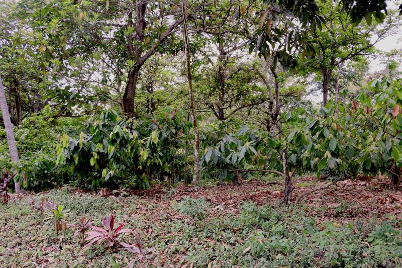 Cocoa plants