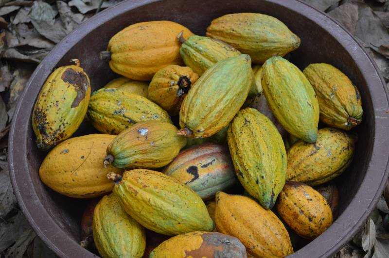 Cocoa pods